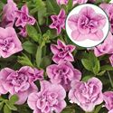 Afbeelding van Calibrachoa double P12 Light pink